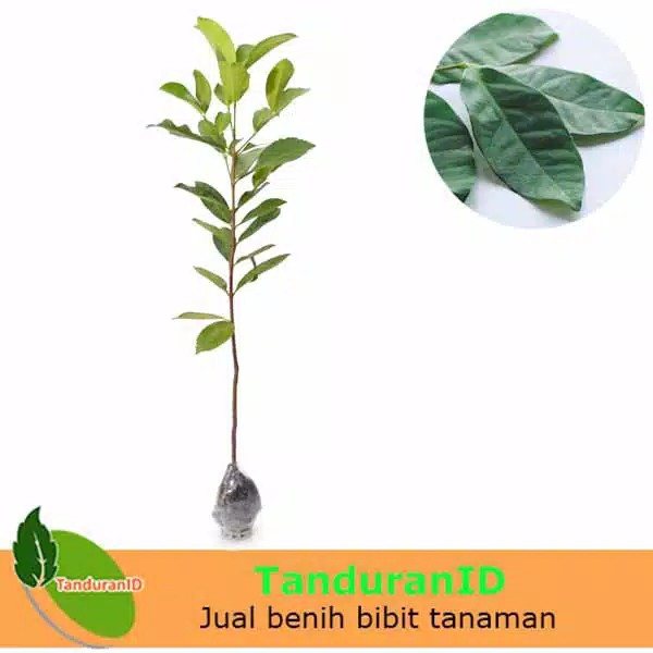Tanaman Sayuran Daun Salam