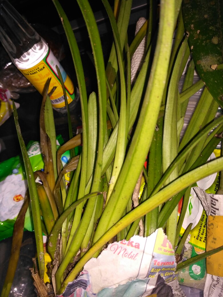 Sarcoglyphis Comberi