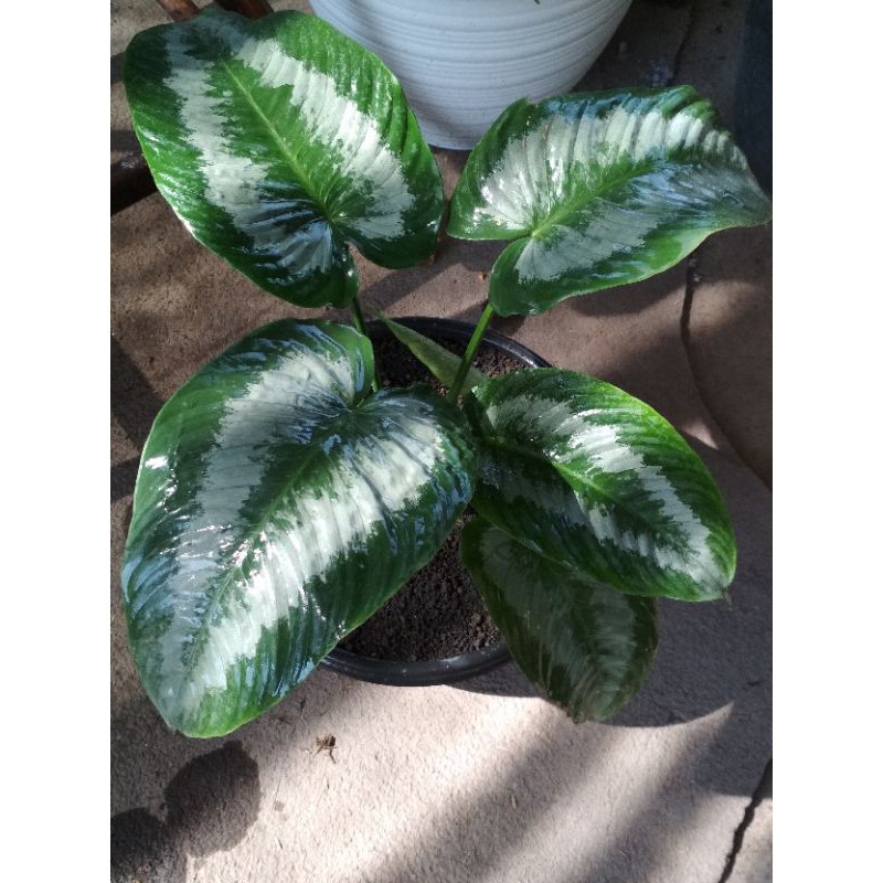 homalomena silver