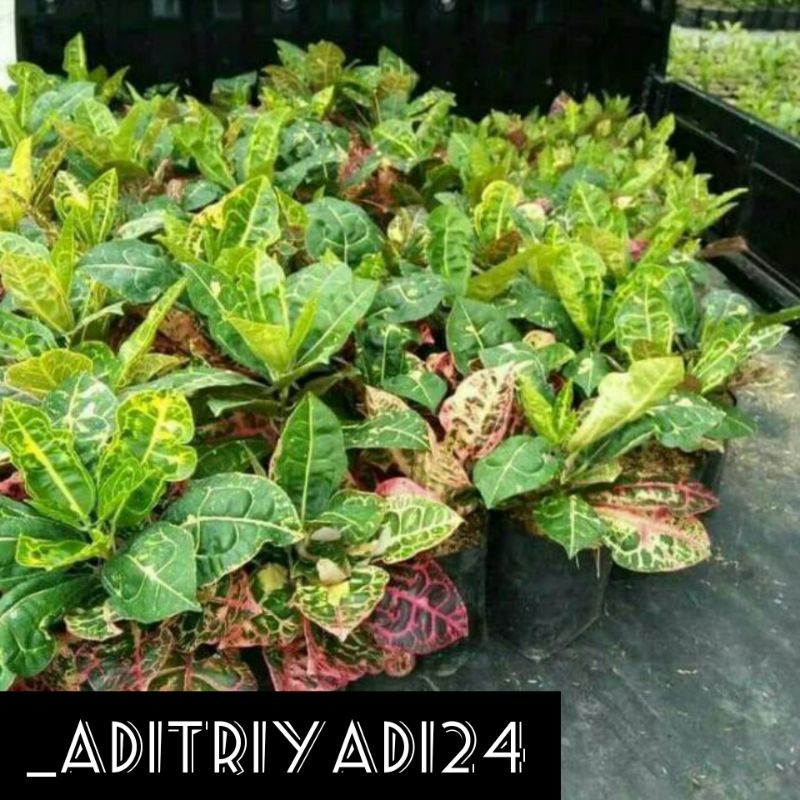 Tanaman hias puring kura/ bibit tanaman hias puring kura