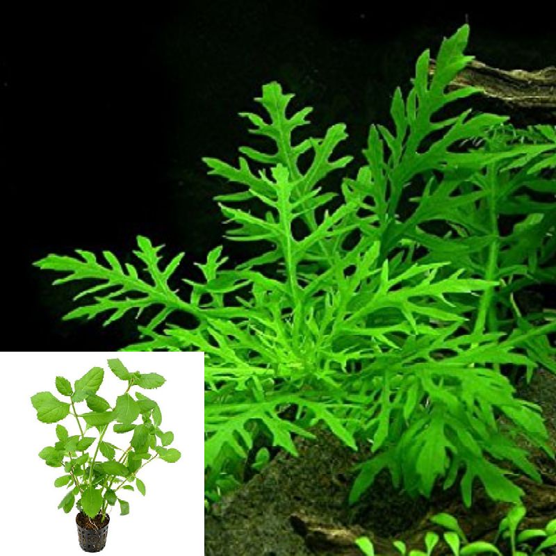 Hygrophila Difformis ( Tanaman Aquascape Tumbuhan Air Hiasan Aquarium Hidup)