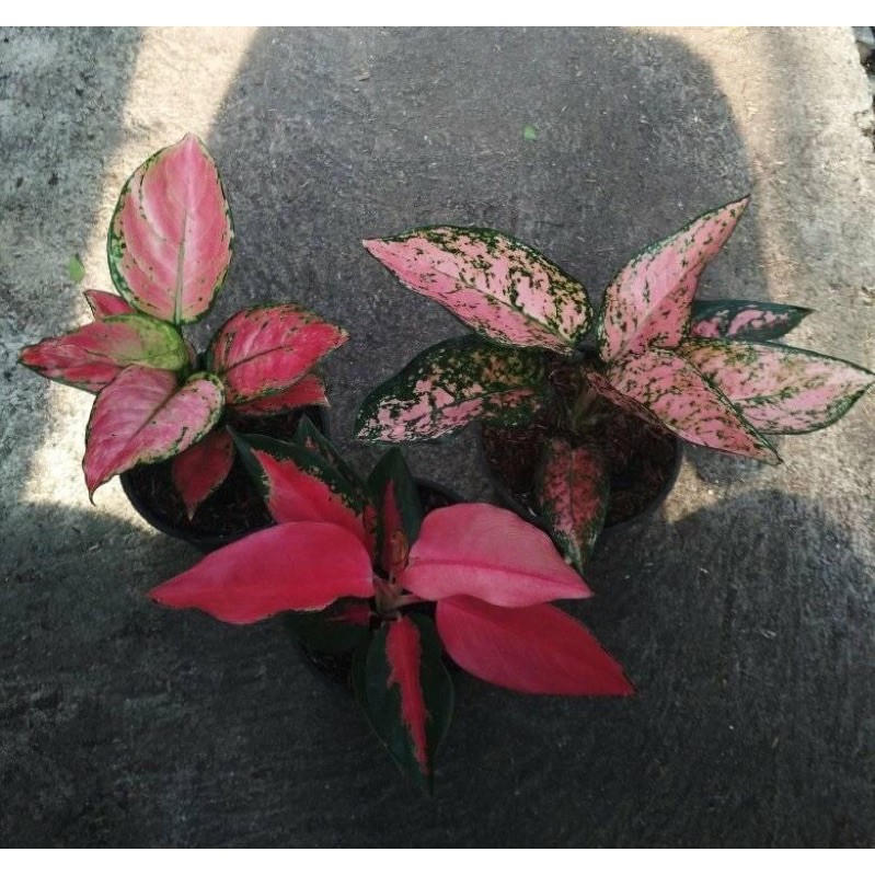 paket 3 Bibit Bonggol Aglonema