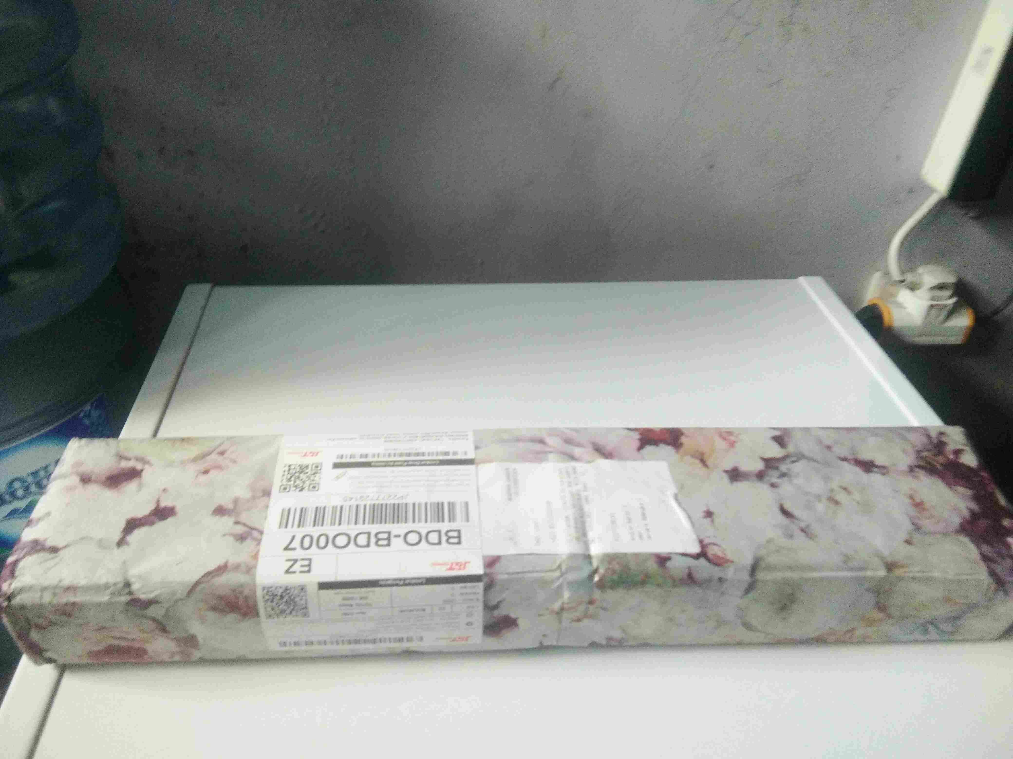 Tanaman Peperomia Semangka