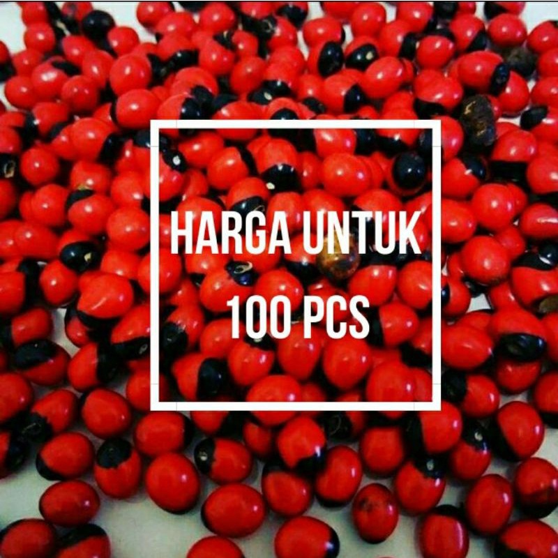 Biji saga bintik hitam saga rambat