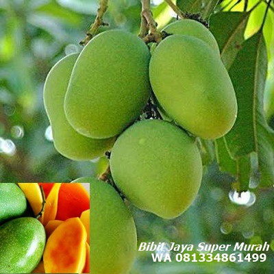 Bibit Mangga Madu /Bibit Mangga Madu SuperMurah
