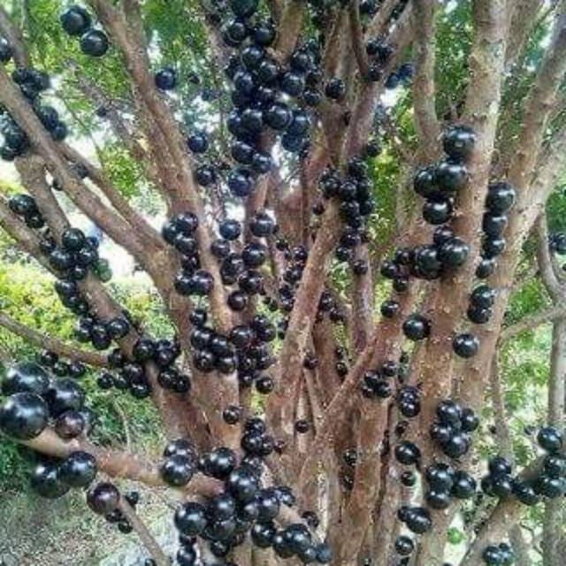 Tanaman Buah Anggur Pohon Brazil Jaboticaba Sabara Shopee Indonesia