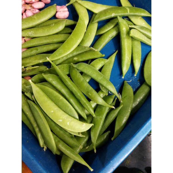 

kacang kapri manis