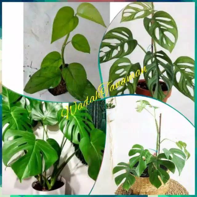 Tanaman hias monstera 1 paket 4 pohon jenis monstera