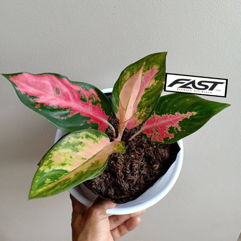 Tanaman Hias Aglonema Kochin paramuay - Kocin Paramuray - Kocin - Aglonema murah