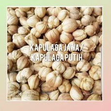 

Kapulaga Jawa/kapulaga putih 10gr/25gr/50gr