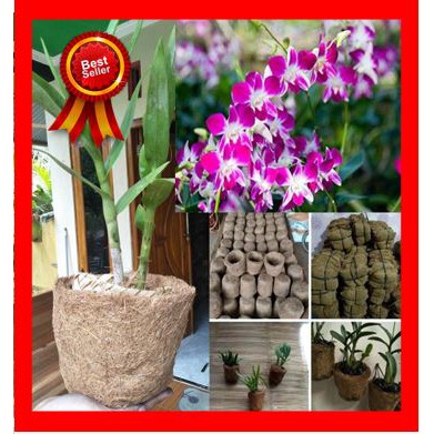 Pot anggrek vas anggrek Shopee Indonesia Pot anggrek vas anggrek Shopee Indonesia