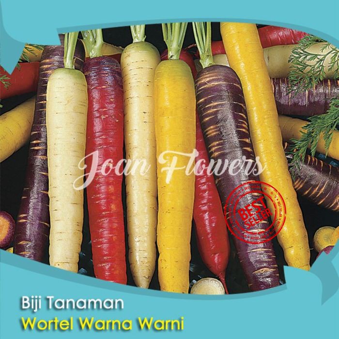 Bibit Tanaman Buah Wortel Warna Warni Benih Bibit Tanaman Hias Untuk Dekorasi Rumah