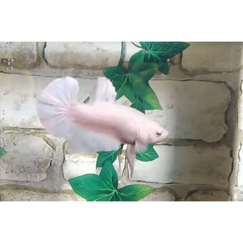 cupang white platinum