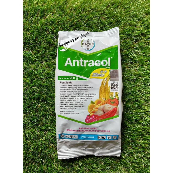 Pupuk Fungisida Antracol Pembasmi Penyakit Jamur 70 Wp 250 Gram Shopee Indonesia