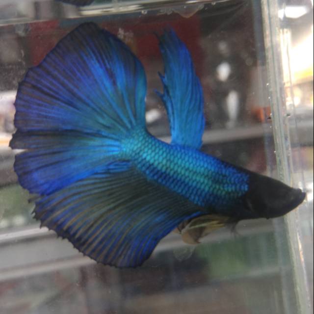 Ikan hias  cupang slayer