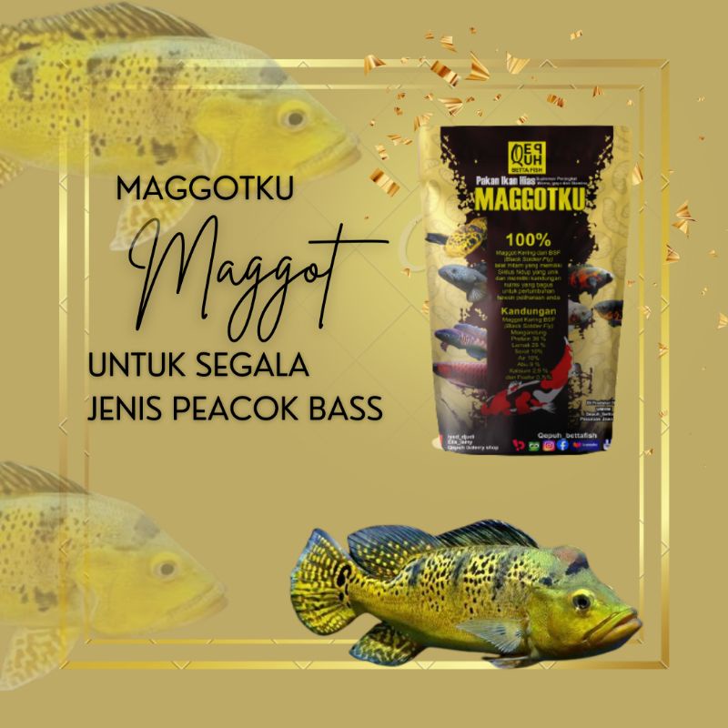 Maggot original pakan Peacok Bass, Pc Bass, kalberi, Mono, intermedia, Predator air tawar, pelet ika