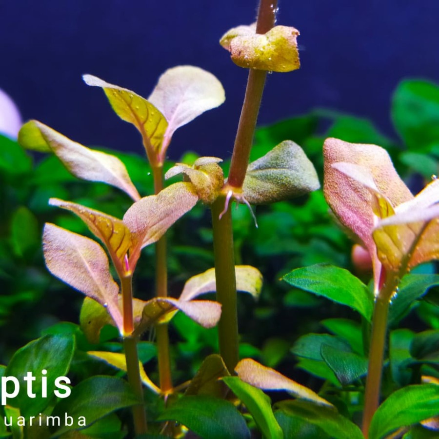 limnophila rugosa Red Var Aquarimba ( rare aquascape plant )