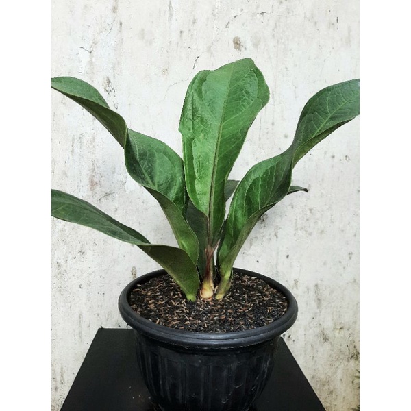Anthurium Jemani Cobra karakter / Jaipong