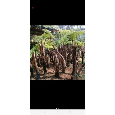 Bibit pakis monyet, tanaman hias pakis monyet