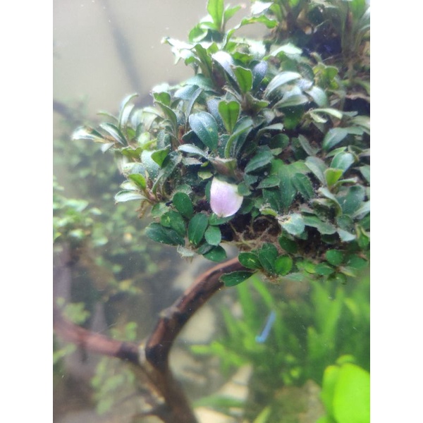 bucephalandra mini 1kg