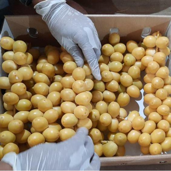 

Kurma Muda Fresh Arkanamarketht