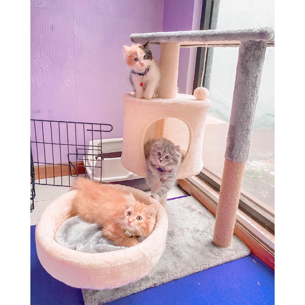 Cat Tree premium, elegan dan minimalis, bahan lembut dan struktur kuat