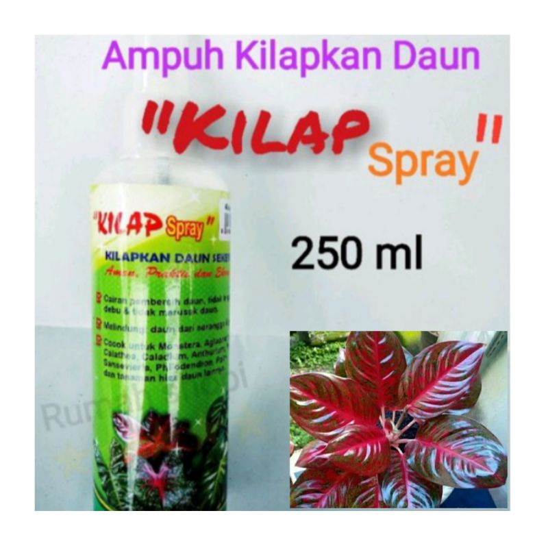 kilap daun spray kilap spray kilap daun aglonema kilap daun anggrek pengkilap daun tanaman pengkilap