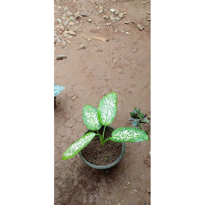 aglonema hijau putih