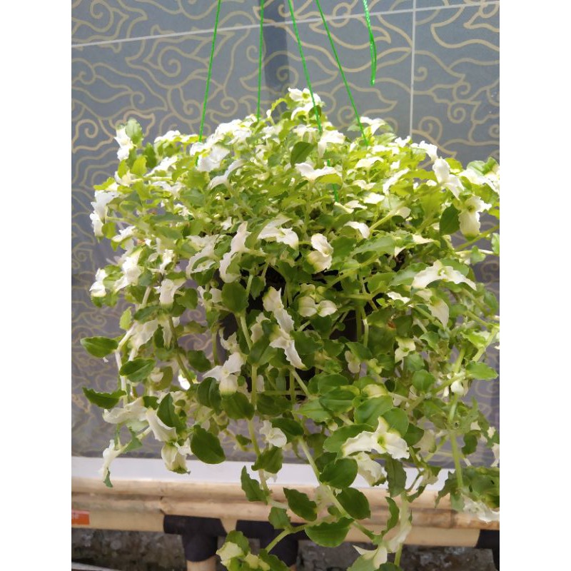 Tanaman gantung Ming-ming varigata