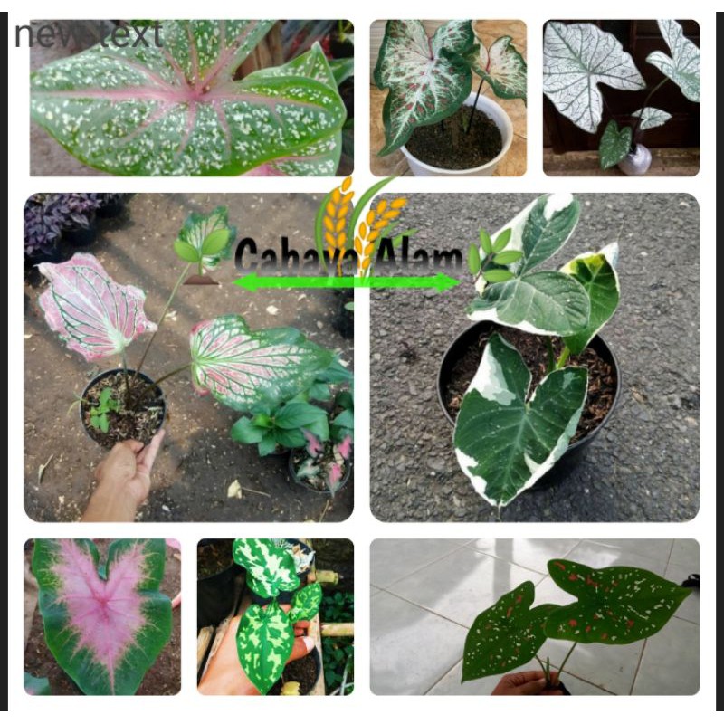 Paket 8 tanaman hias keladi cantik  // paket tanaman keladi cantik