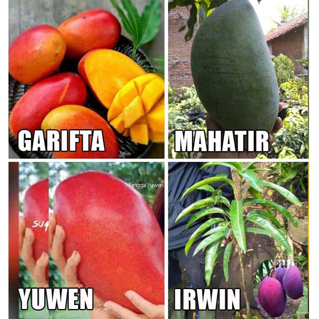 bibit mangga Paket Hemat (4 Bibit) super (irwin garifta mahatir yuwen)