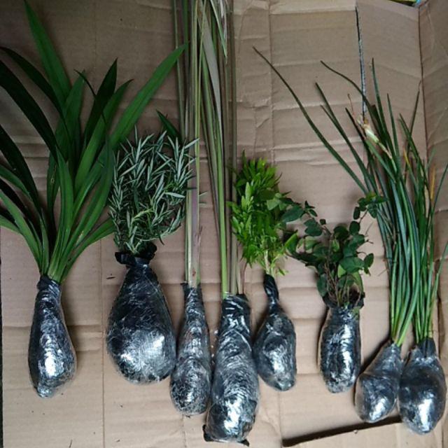 Tanaman Herbal Anti Nyamuk Rosemery