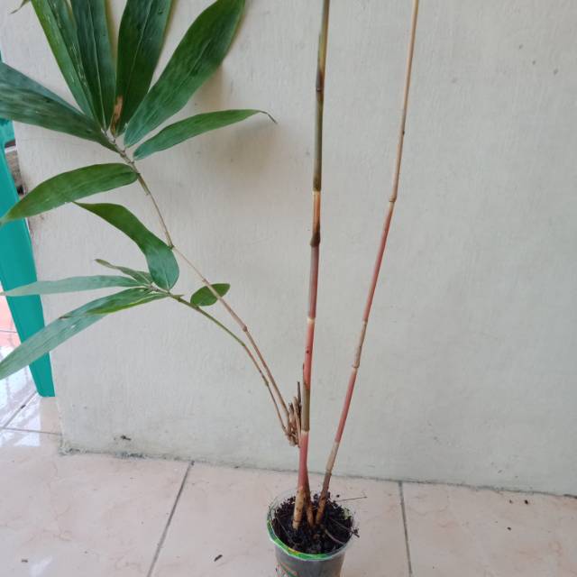 

bambu kuning mini