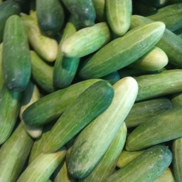 

Jual mentimun segar min 500gram