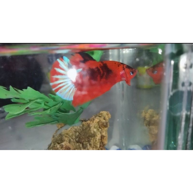

cupang Helboy siap breed real pict