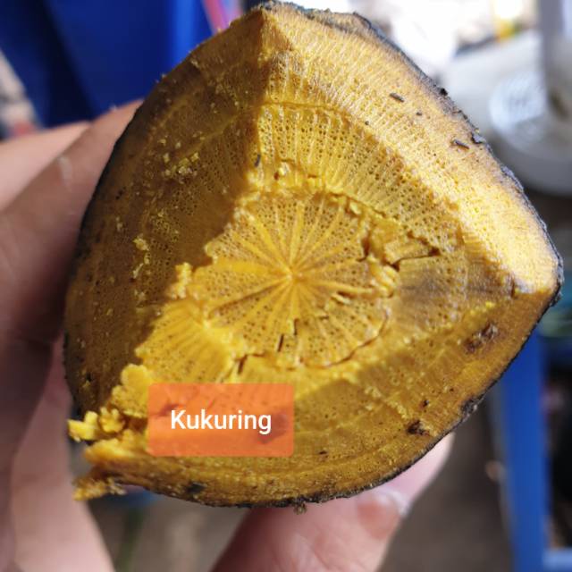 Akar Kayu Kuning Segar atau Kikuning Kikoneng