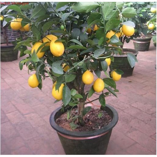 Bibit Jeruk Lemon Califonia Berbuah Bibit Buah Jeruk Lemon Import California Sudah Berbuah