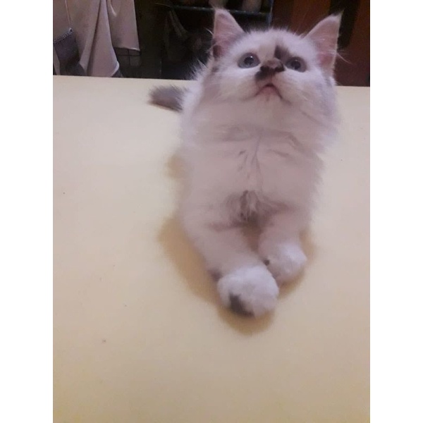 Kucing Persia Himalaya