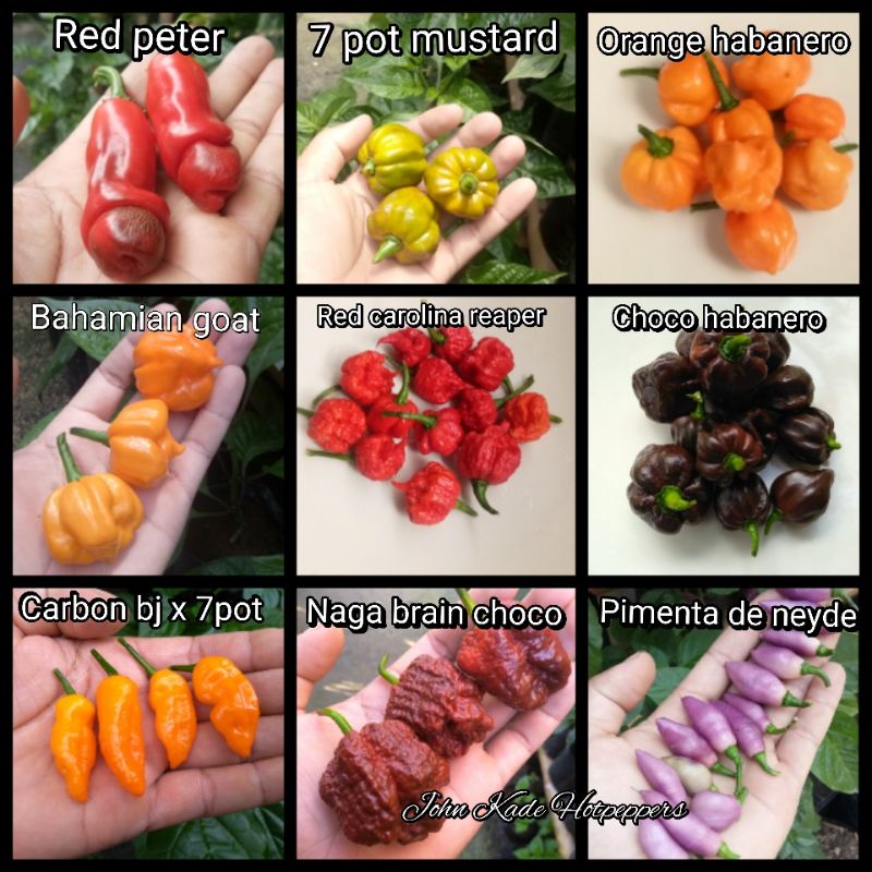 

Paket biji benih cabe