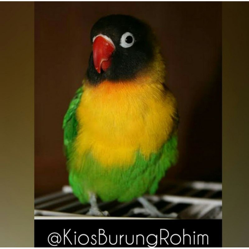burung lovebird josan dakocan jantan/betina paud dan dewasa