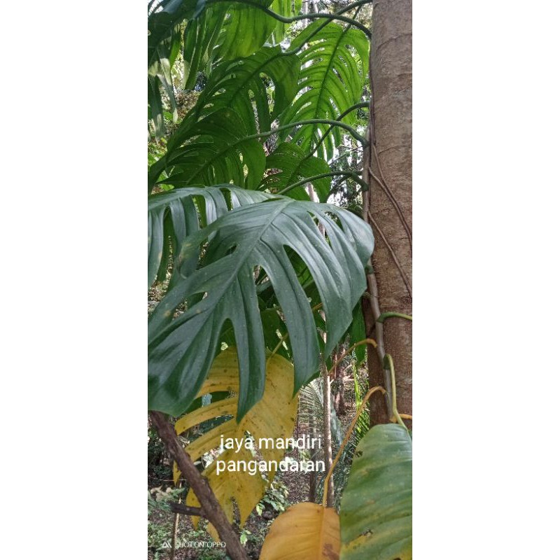 tanaman hias ekor naga super jumbo