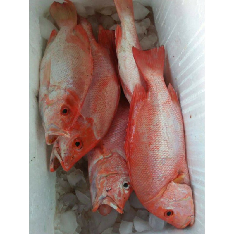 

Kakap Merah