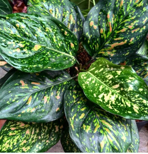 Tanaman hias aglonema ruby pink - aglonema pink