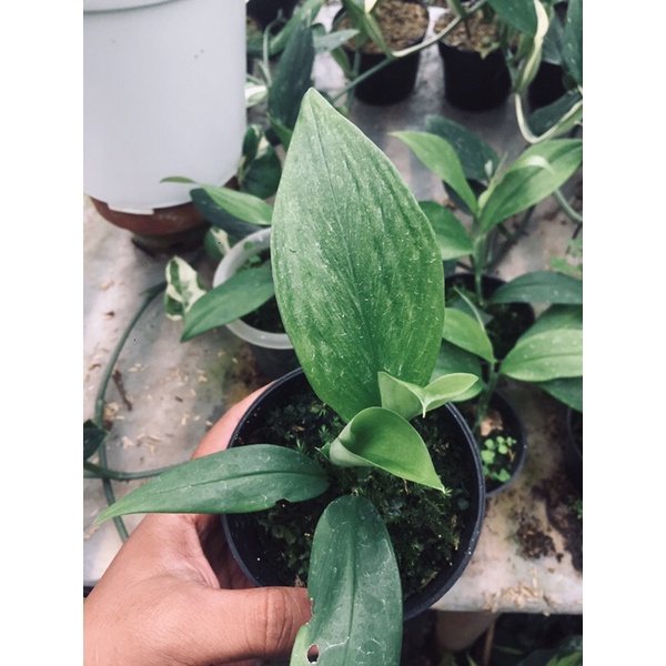 Scindapsus Variegata Mint