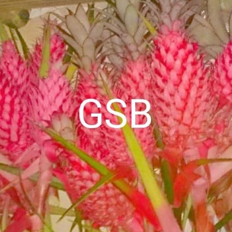 

Nanas merah nanas muda 250 gram fresh