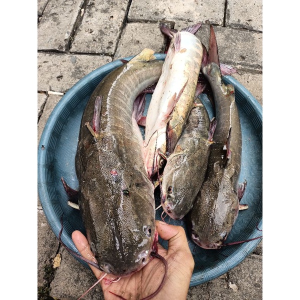 

Ikan segar baung ikan harian 1kg