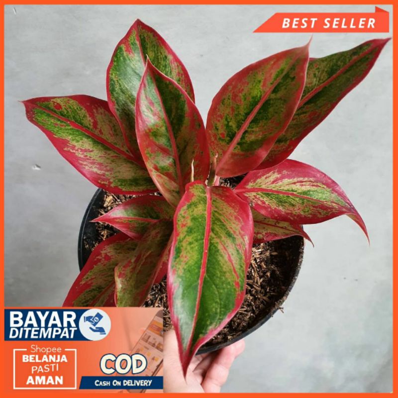 Aglonema siam aurora Tanaman hias aglaonema red lipstik - tanaman hias hidup - bunga aglonema murah - tanaman aglonema