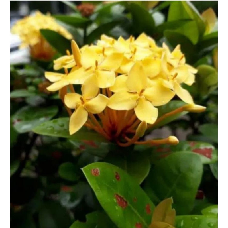 Tanaman  Hias Soka  Bunga  Kuning/Pohon Hias  Bunga  Soka  Kuning