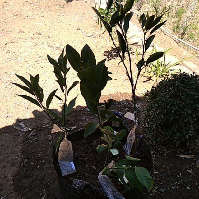 Bibit Jeruk Mandarin 400 Gram / Bibit