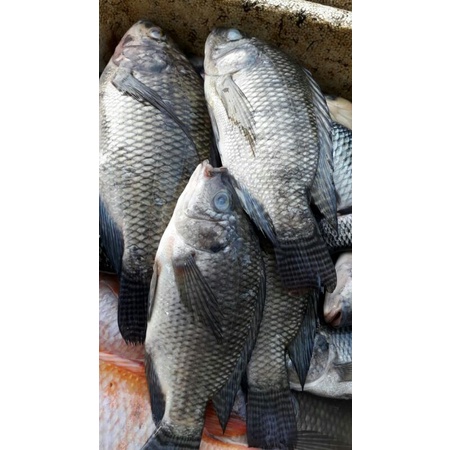 

ikan mujaer fresh 500grm